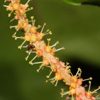 Antidesma bunius (L.) Spreng.